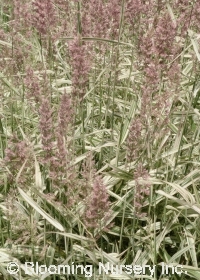 Phalaris arundinacea 'Dwarf Garters'              